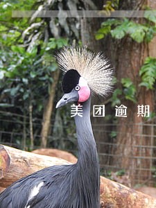美团逾期上征信是吗 美团逾期上征信是吗
