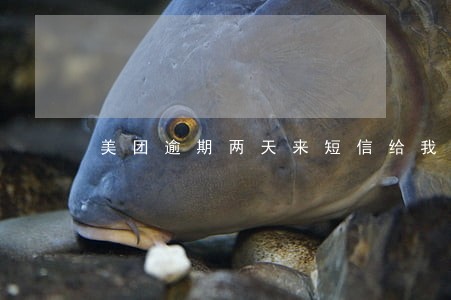 美团逾期两天来短信给我上征信了 美团逾期两天来短信给我上征信了
