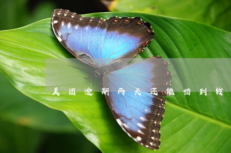 美团逾期两天还能借到钱么 美团逾期两天还能借到钱么
