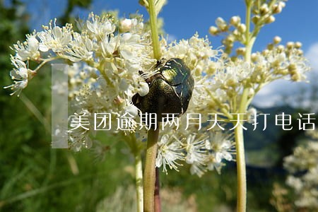 美团逾期两月天天打电话发消息 美团逾期两月天天打电话发消息