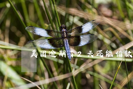 美团逾期了2天还能借款吗 美团逾期了2天还能借款吗