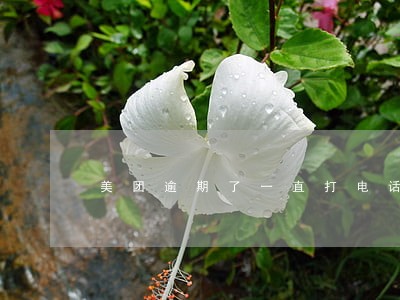 美团逾期了一直打电话可以投诉吗