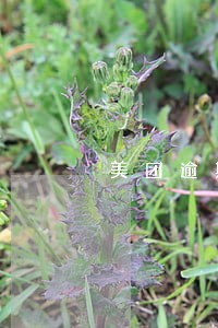 美团逾期了两千 美团逾期了两千