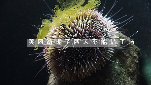 美团逾期了两天不能借了吗