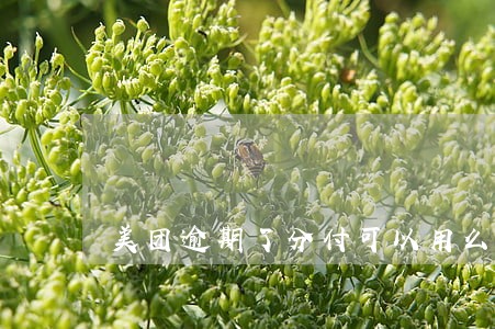 美团逾期了分付可以用么