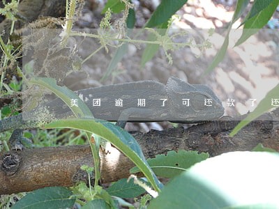 美团逾期了可还款了还能借吗