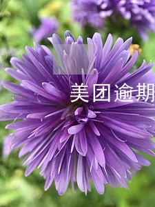 美团逾期了多久才能借钱 美团逾期了多久才能借钱