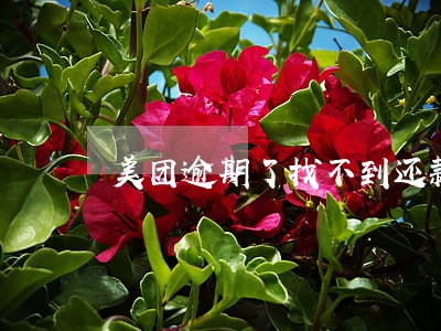 美团逾期了找不到还款入口 美团逾期了找不到还款入口