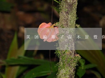 美团逾期了是不是要你付全款 美团逾期了是不是要你付全款
