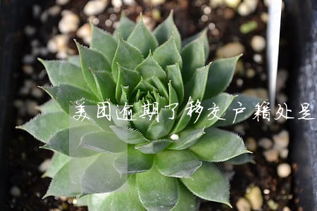 美团逾期了移交户籍处是什么意思