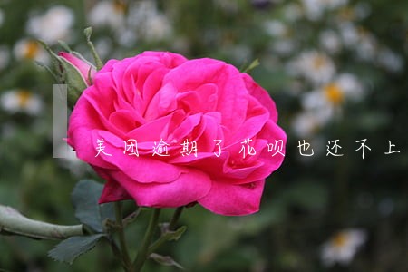 美团逾期了花呗也还不上怎么办 美团逾期了花呗也还不上怎么办