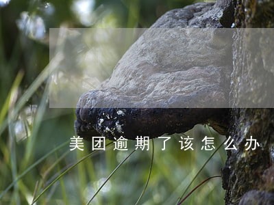 美团逾期了该怎么办 美团逾期了该怎么办