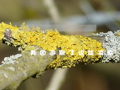 美团逾期了说能减免 美团逾期了说能减免