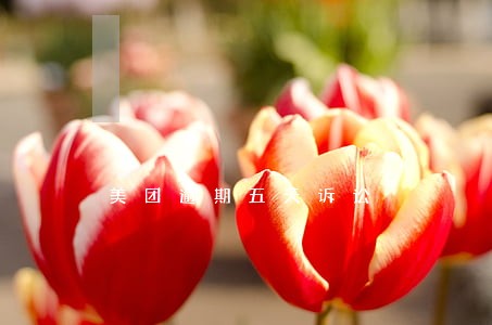 美团逾期五天诉讼 美团逾期五天诉讼