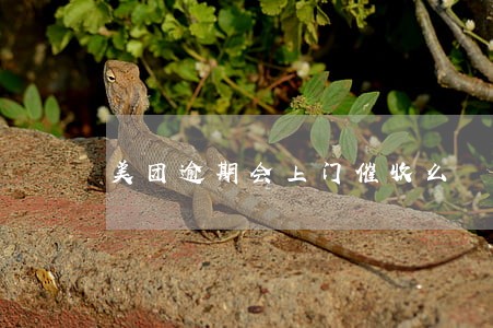 美团逾期会上门催收么 美团逾期会上门催收么
