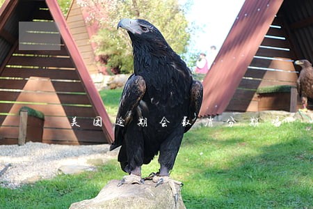 美团逾期会取消分期吗 美团逾期会取消分期吗