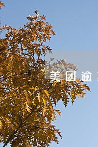 美团逾期会对于征信产生影响吗 美团逾期会对于征信产生影响吗