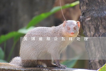 美团逾期会怎样处理
