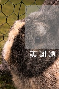 美团逾期会找