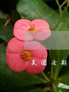 美团逾期会给你单位打电话吗 美团逾期会给你单位打电话吗