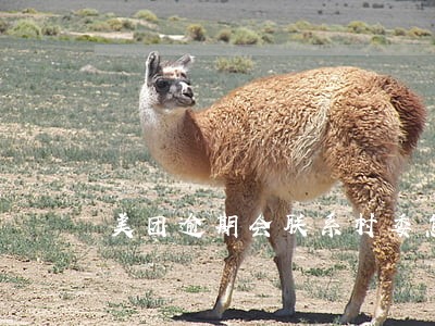 美团逾期会联系村委怎么投诉 美团逾期会联系村委怎么投诉
