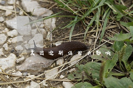美团逾期信用卡影响 美团逾期信用卡影响