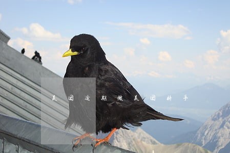 美团逾期做美团骑手 美团逾期做美团骑手