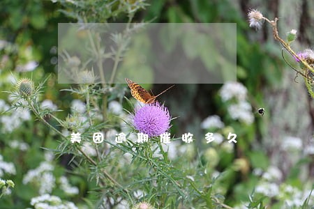 美团逾期催收多久 美团逾期催收多久