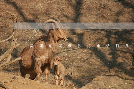 美团逾期催款打电话打几秒 美团逾期催款打电话打几秒