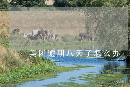 美团逾期八天了怎么办
