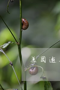 美团逾期再不能借 美团逾期再不能借