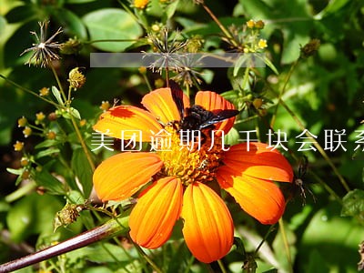 美团逾期几千块会联系家人吗