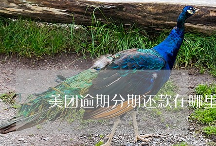 美团逾期分期还款在哪里还