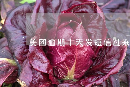 美团逾期十天发短信过来说立案了 美团逾期十天发短信过来说立案了