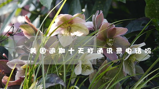 美团逾期十天打通讯录电话吗 美团逾期十天打通讯录电话吗