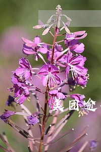 美团逾期十天还了还能用吗 美团逾期十天还了还能用吗