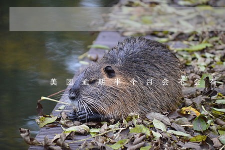 美团逾期半个月会不会有事 美团逾期半个月会不会有事