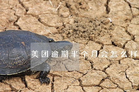 美团逾期半个月会怎么样 美团逾期半个月会怎么样