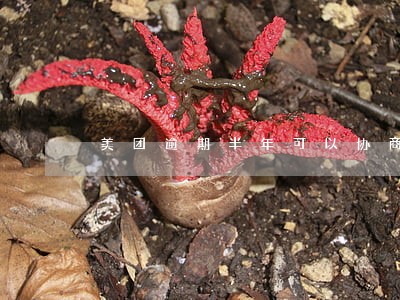 美团逾期半年可以协商还本金吗 美团逾期半年可以协商还本金吗