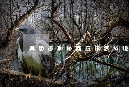 美团逾期协商应该怎么说