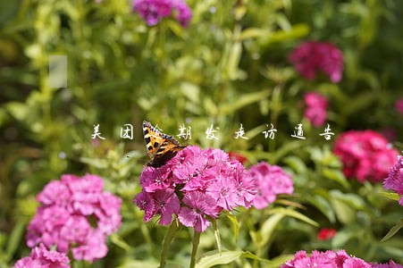 美团逾期发走访通告 美团逾期发走访通告