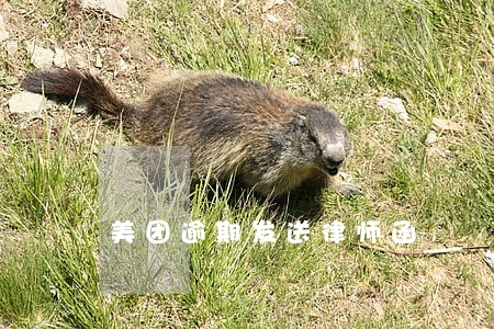 美团逾期发送律师函 美团逾期发送律师函