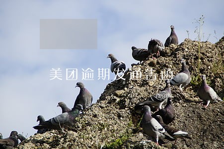 美团逾期发通告函 美团逾期发通告函