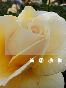 美团逾期可以继续借吗