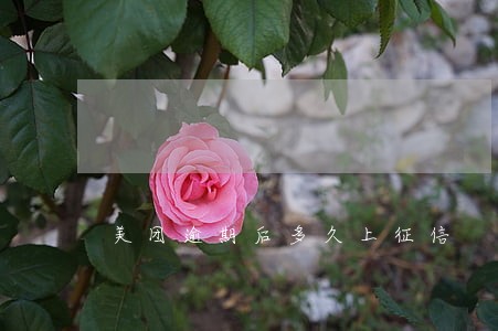 美团逾期后多久上征信
