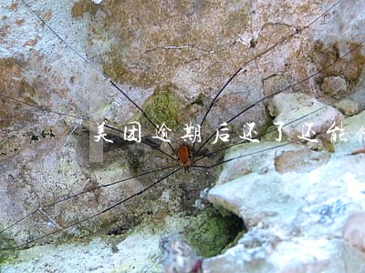 美团逾期后还了还能借出来吗 美团逾期后还了还能借出来吗