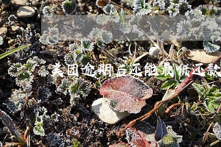 美团逾期后还能最低还款吗 美团逾期后还能最低还款吗