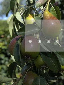 美团逾期后还能继续借 美团逾期后还能继续借