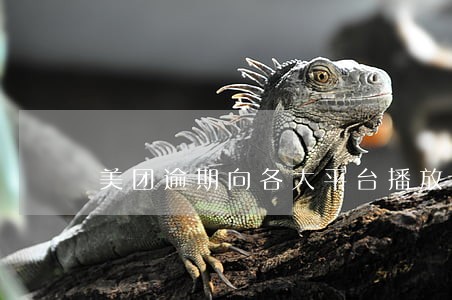 美团逾期向各大平台播放 美团逾期向各大平台播放