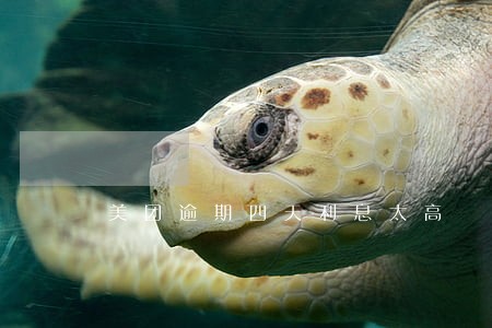 美团逾期四天利息太高